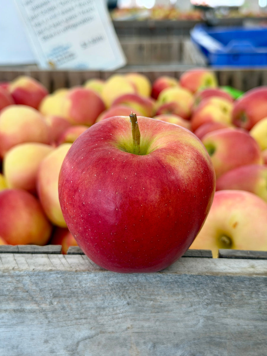 Ambrosia