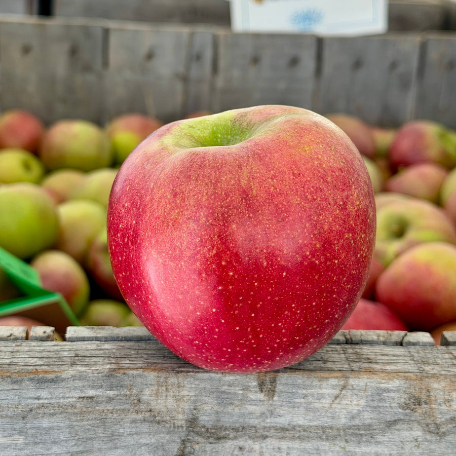 American Beauty - Heirloom