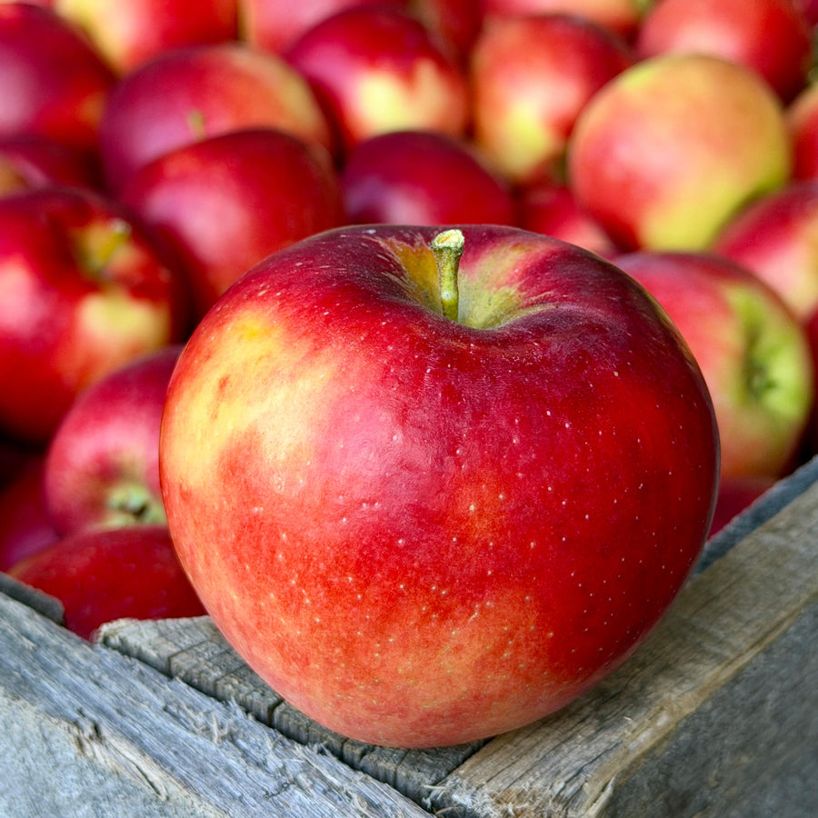 Crimson Crisp