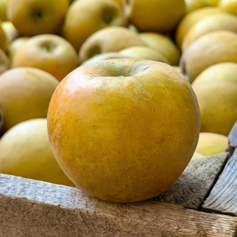Golden Russet - Heirloom