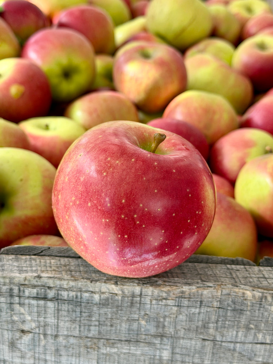 Melrose