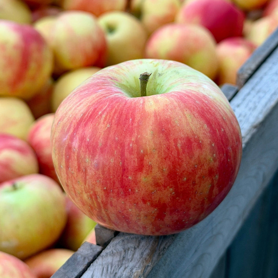 Honeycrisp