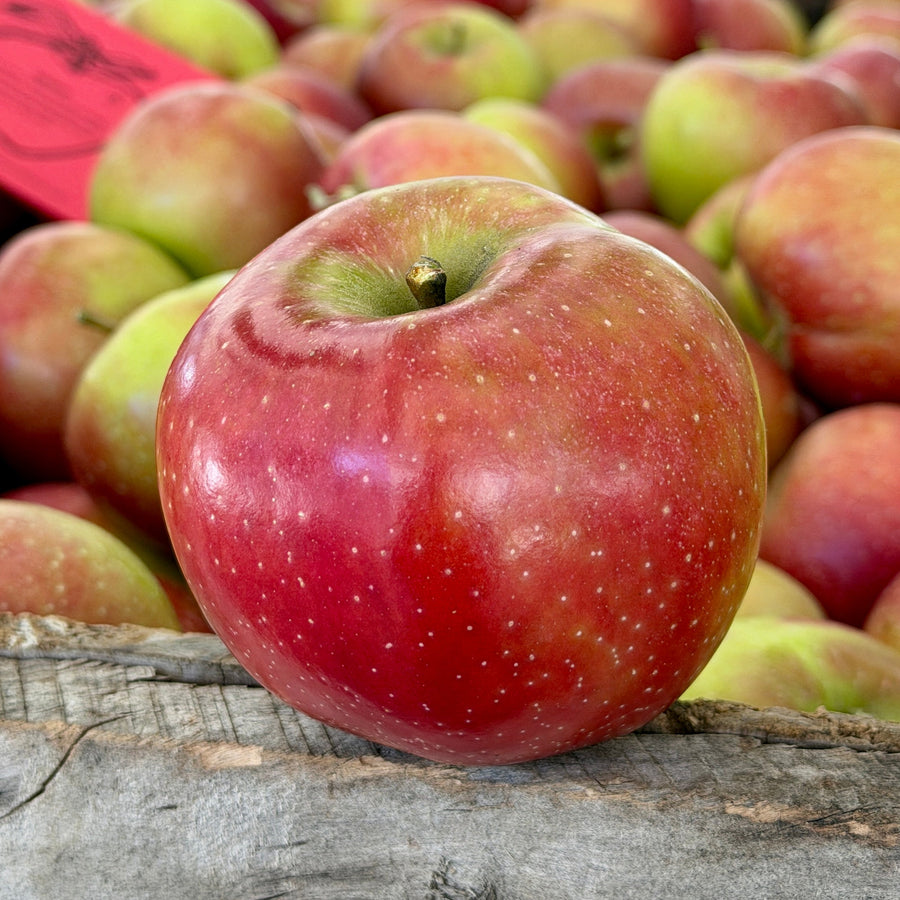 Baldwin - Heirloom