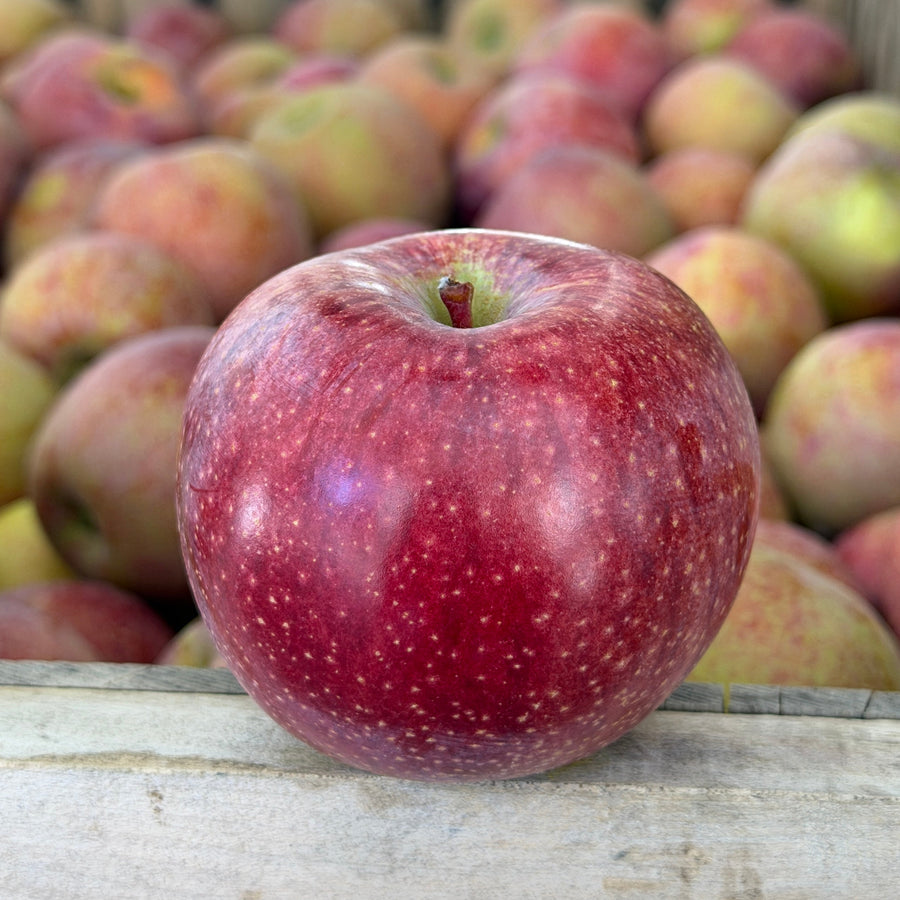 Blue Pearmain - Heirloom